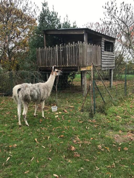 La Fermette Aux Lamas Savigny-Levescault Экстерьер фото