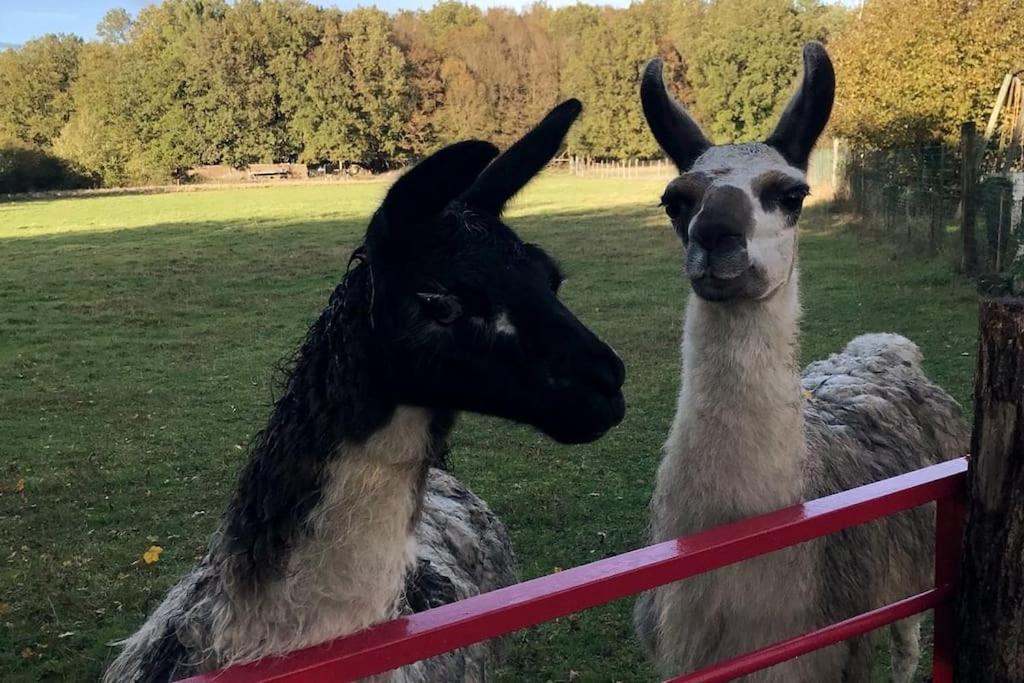 La Fermette Aux Lamas Savigny-Levescault Экстерьер фото
